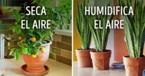Lee más sobre el artículo 10 Plantas para tener un microclima perfecto en casa
