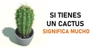 Lee más sobre el artículo Según el Feng Shui tener un cactus en casa tiene un gran significado
