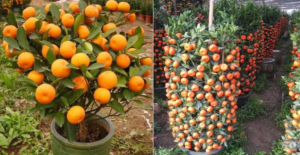 Lee más sobre el artículo Cómo cultivar mandarinas en maceta – Paso a paso