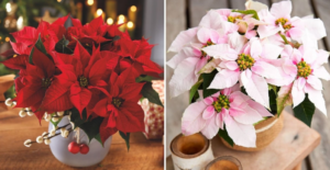 Lee más sobre el artículo 9 plantas de navidad para decorar tu hogar