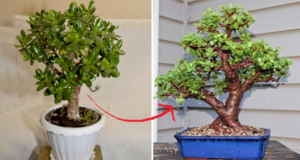 Lee más sobre el artículo Cómo hacer un bonsái a partir de un árbol de jade