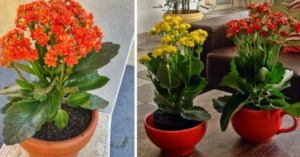 Lee más sobre el artículo Cómo plantar la hermosa flor de Kalanchoe