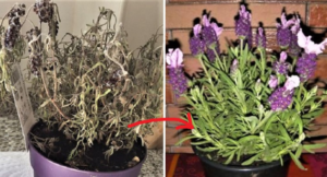 Lee más sobre el artículo Cómo revivir una planta que se está secando