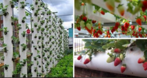 Lee más sobre el artículo Cómo plantar fresas en tubos de PVC