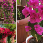 Flor de Buganvilla: Cómo cultivarla y cuidarla