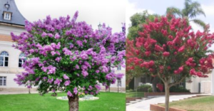 Lee más sobre el artículo 6 especies de árboles para jardines pequeños